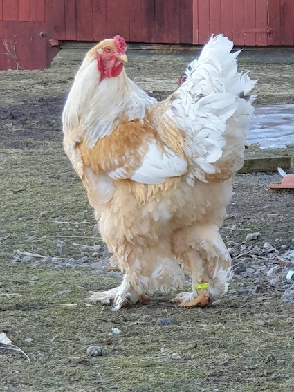 Lemontupp1